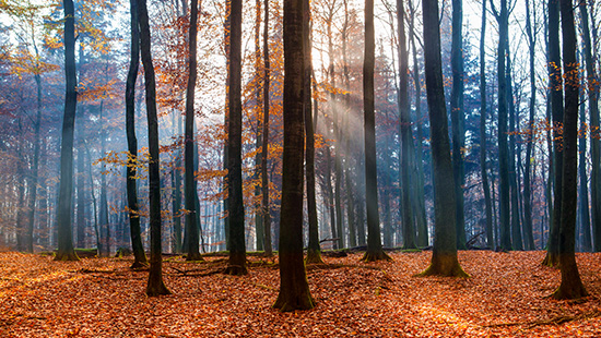 Wald im Herbst